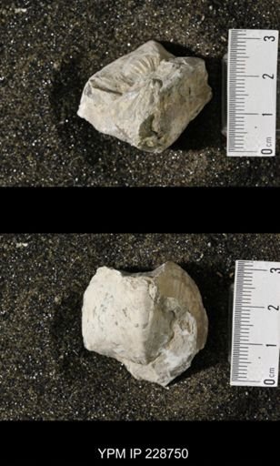 Neospirifer triplicatus gibbosus