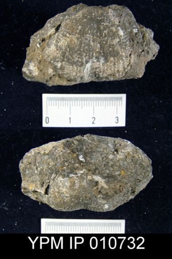 Productus cf. semireticulatus