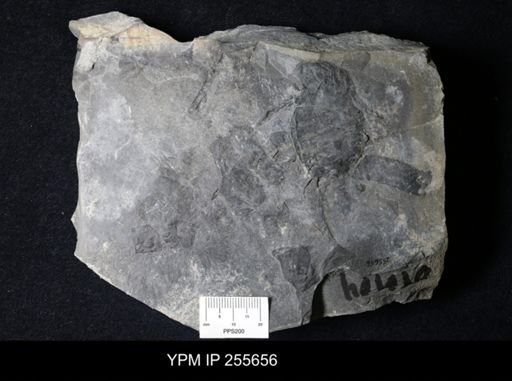 Hughmilleria sp.