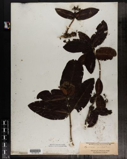 Plantae