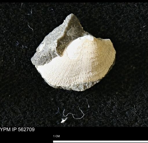 Parallelodon (Cosmetodon) sp.