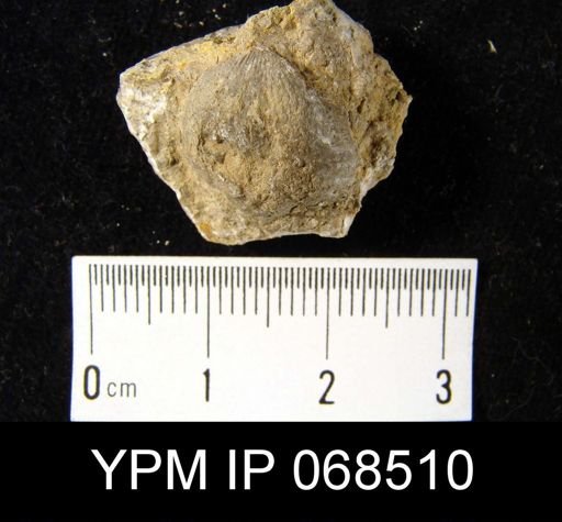 Lepidocyclus capax