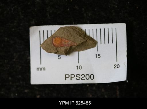 undet. Synziphosurina
