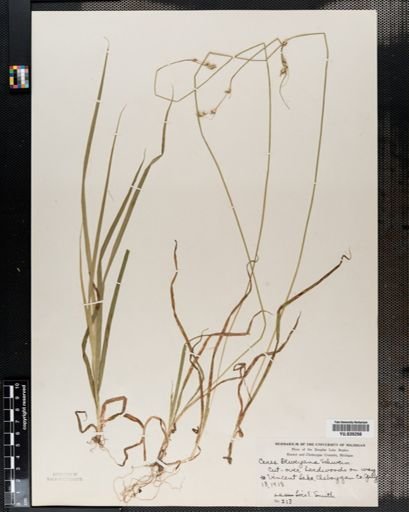 Carex deweyana