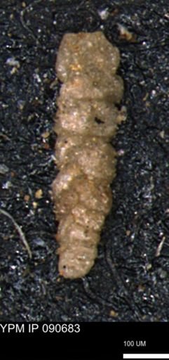 Ammobaculoides whitneyi