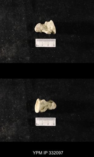 undet. Bryozoa