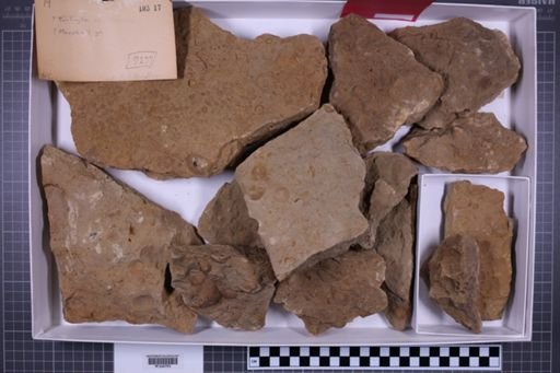 mixed taxa, stratigraphic collection