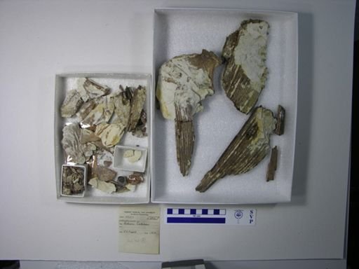 Protosphyraena sp.