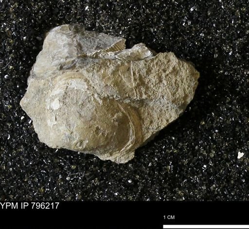 Spisula elliptica