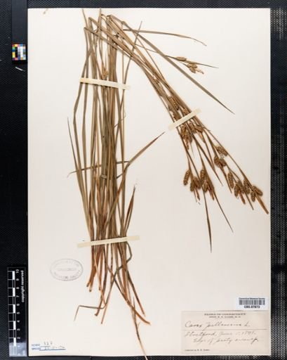 Carex pallescens