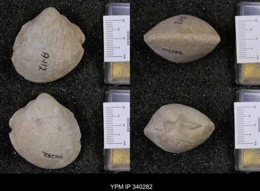 Protocardia texana