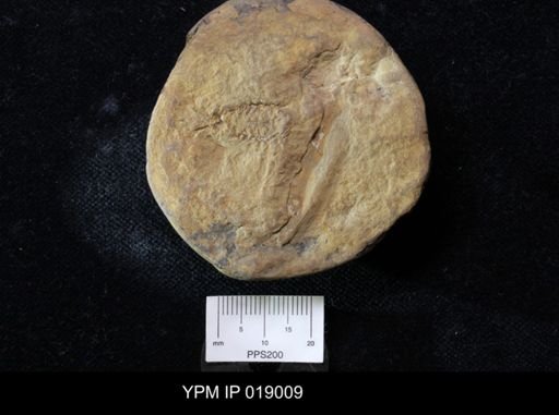 Anthracaris gracilis