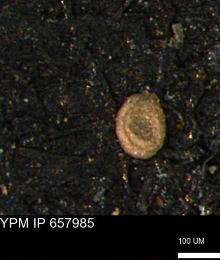 Spirolocammina subcircularis