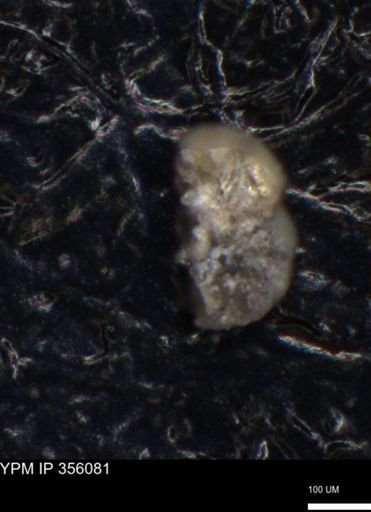 undet. Foraminiferida