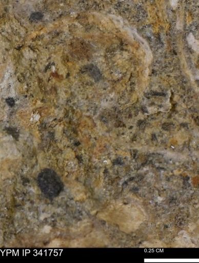 Scaphites sp.