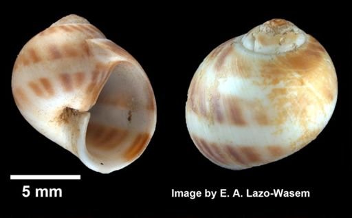 Lunatia triseriata