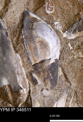 undet. Nuculanidae