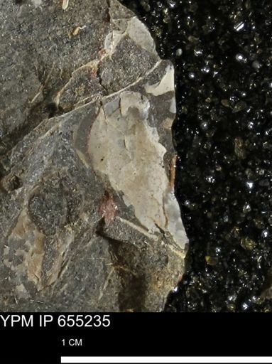 undet. Bivalvia