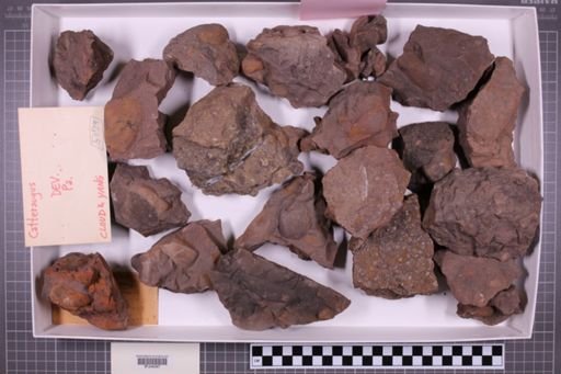 mixed taxa, stratigraphic collection
