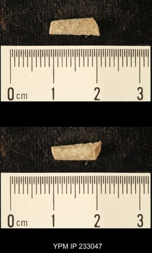 Archaeocidaris sp.
