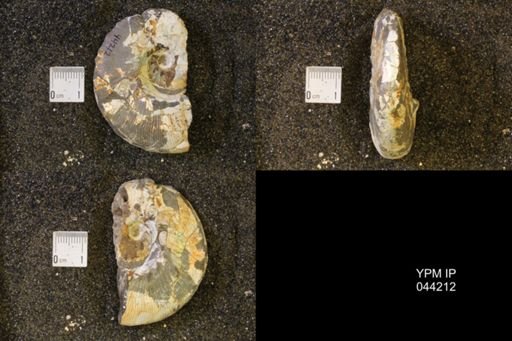 Hoploscaphites nicolletii