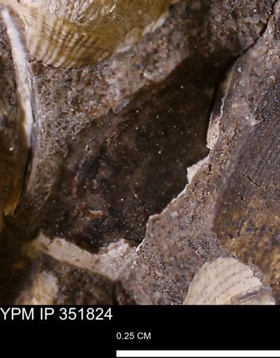 Limopsis striatopunctatus