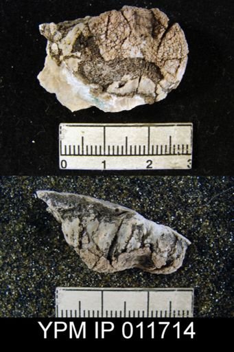 Marginifera opima