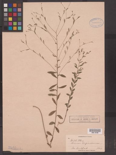 Linum virginianum