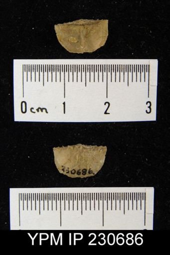 Chonetes sp.