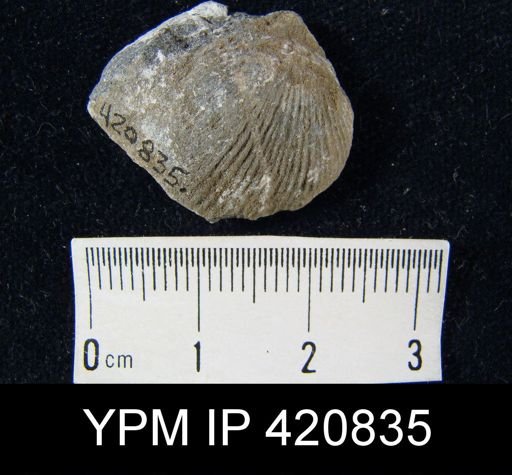 undet. Uncinuloidea