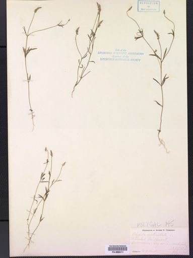 Polygala verticillata