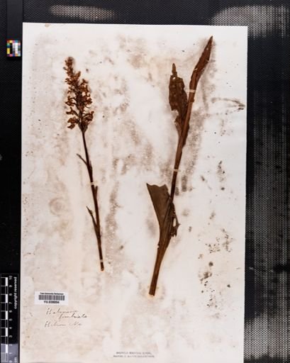 Plantae