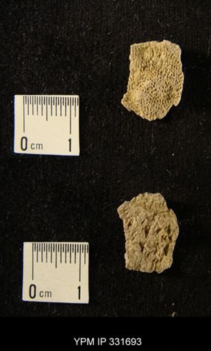 undet. Bryozoa