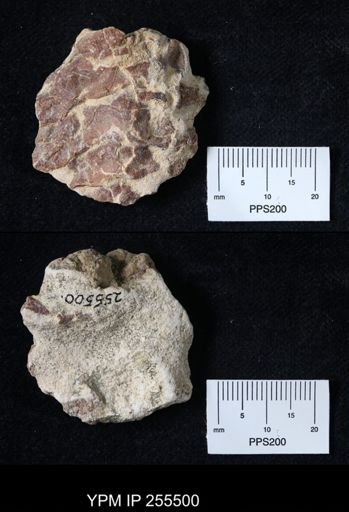 Pacifastacus chenoderma