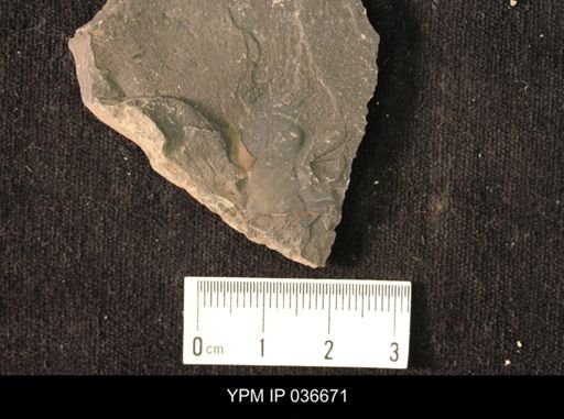 Pseudogygites sp.