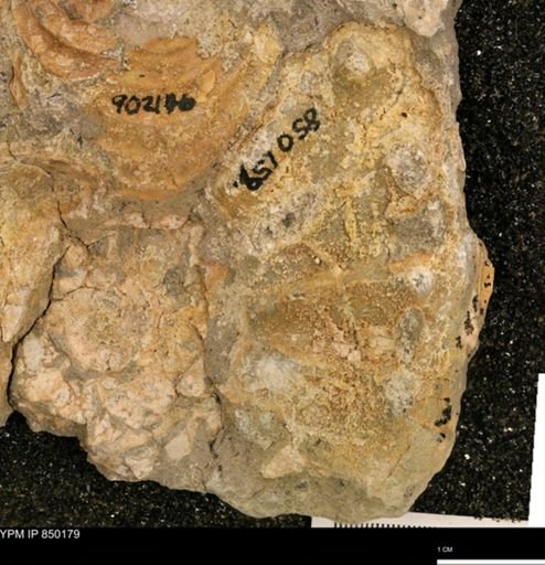 undet. Ammonoidea