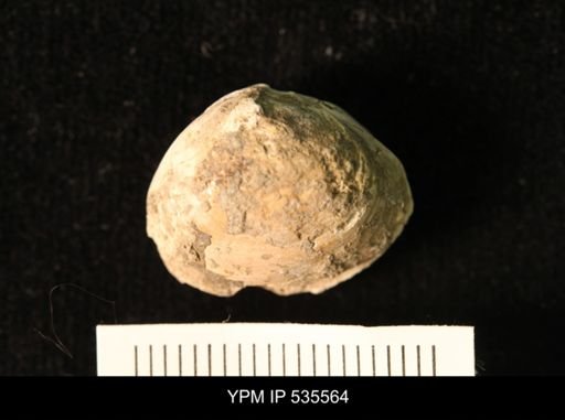Corbicula?