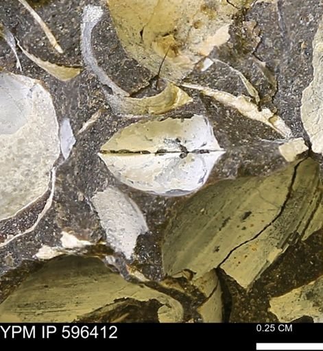 Protocardia subquadrata
