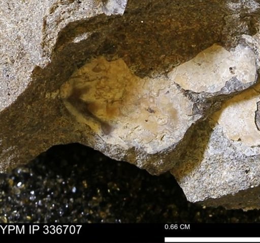 undet. Mollusca