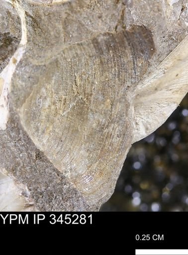 Limopsis striatopunctatus