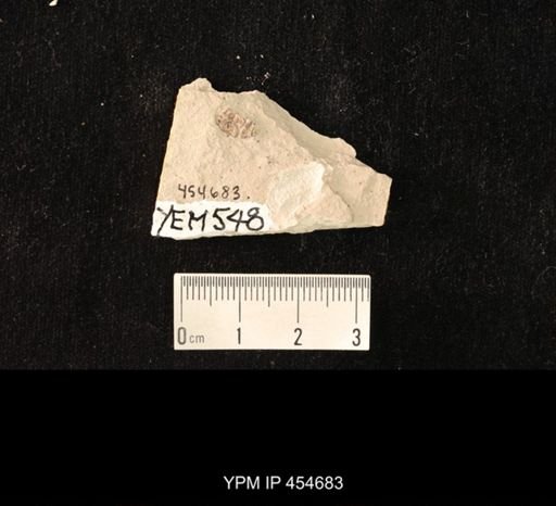 undet. Coleoptera