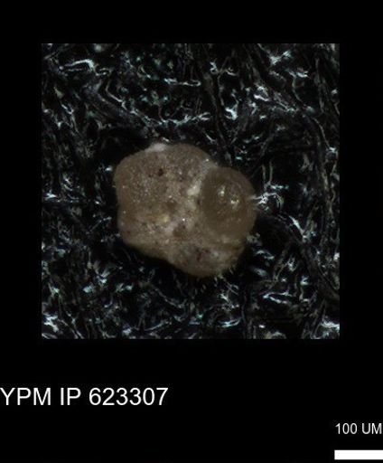 undet. Foraminiferida