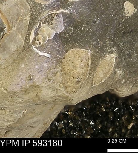 undet. Bivalvia
