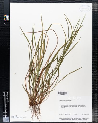 Carex laxiflora
