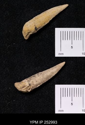 undet. Brachyura
