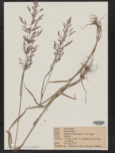 Agrostis stolonifera