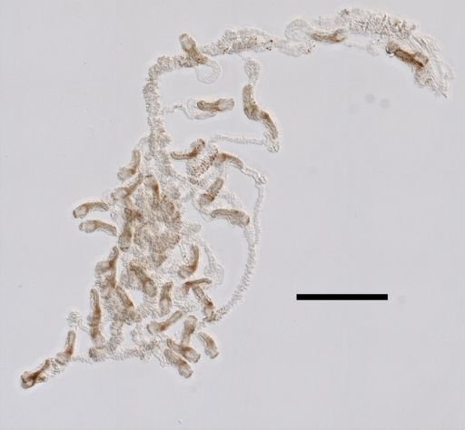 Agalma elegans