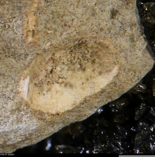 undet. Bivalvia