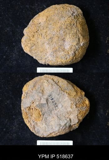 undet. Echinodermata
