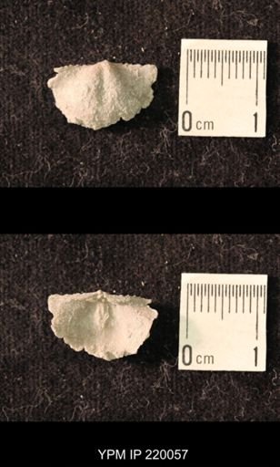 Chonetina flemingi alata
